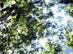 제 친구, 제이안 아실 로테어에게.