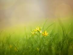 호시 히카리에게