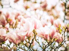 제 친구, 오필리아에게.