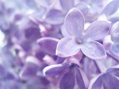 리암노엘/라일락이 보라빛으로 필 때 1/6