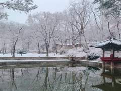 붉은 동백꽃에 눈이 쌓이면