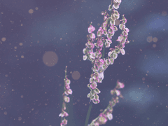 [뷔진] 기한(期限) 1