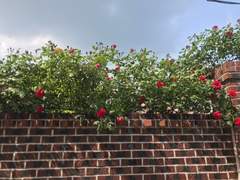 전독시×내스급 크오(1)