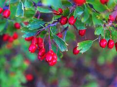 Chapter 6.Cranberry under the spindle tree 회나무 아래 넌출월귤_58화