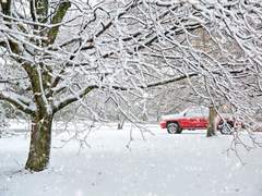 雪猫 설묘, 눈 내리는 날의 고양이