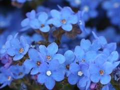 이자벨라 브라운(Isabella Brown)