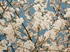 [주술회전 드림] 쓸모없는 초능력가진 드림주가 주술고전 다니는 드림 2