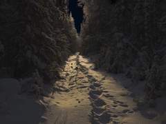 그리운 나무 그늘이여