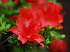 Kylie Azelea|정치학부