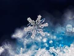 까치 설날의 함박눈처럼