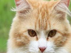 고양이에게 찾아온 봄