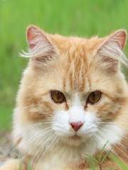 고양이에게 찾아온 봄 (단편, 개그)