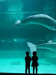 마지막 춤은 나와 함께