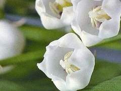 [ Charon Marilyn 24 XX ]