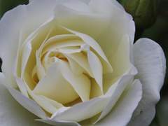 [ Florence D. Helios / 의학학부 ]