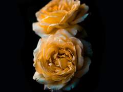 레퍼드 H. 슈타우펜 / 정치학부 / 백작