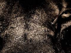 마르베스 A. 에레쉬키갈 / 남 / 악마