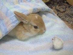 사랑은 연(娟)하숙