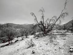 까마귀의 소리를 들었다.