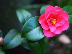 눈 내리는 날 피어난 붉은 동백