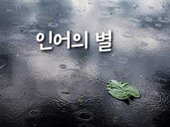 인어의 별 1