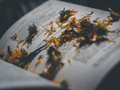 Xalnova Manaybleth Le Culshed