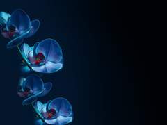 지독한 후플푸프 꽃&꽃말 합작 [지푸푸푸 FLOWER!] 안내