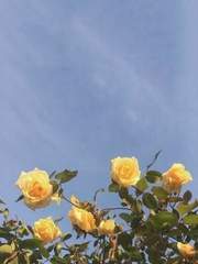 슈가 올리버 올리버 메리