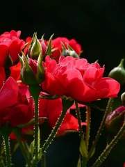 Chelsy Ann Cherry-berry