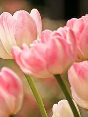 Americano Solar Blossom