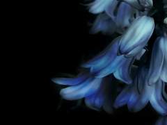 어느 작은 토끼의 이야기.