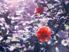 함박 핀 동백은