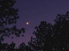 새벽에는 숲에 가면 안 돼!