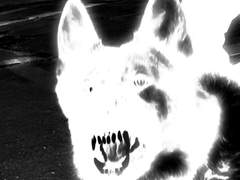 바다를 유영하는 개