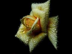 요한, 내 사랑, 성스러운 그대여