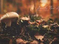 {BL장편수위-황혼절경 ep.08 (과거를 기억하는 나무, 과거편)} 브금 有