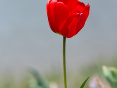 [NCT] 한 송이의 꽃 N