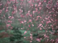 [전독시/독중] 벚꽃과 눈꽃, 다시 벚꽃