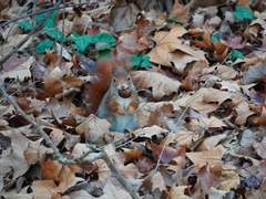 백망되/ 사건이 두배