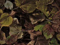 쿠피도 아모르 , 12세, 여성