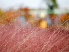 Chapter 7. Dahlia in Pink Muhly Grass 핑크 뮬리 속 달리아_69화