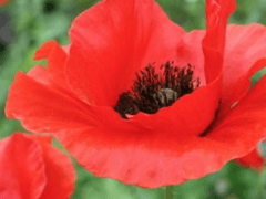 [전오수] 마성의 매력을 가진 선대조