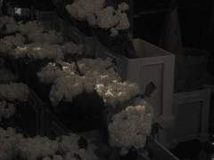 우리는 흩날리는 꽃잎처럼