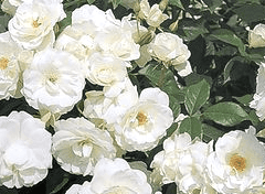 허브 로즈쿼츠 . 11 . XY