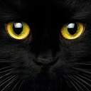 꿈을먹는검은고양이