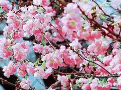 [상욱유리] 桃花