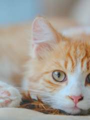 어느 고양이 이야기