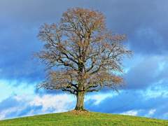 그 테니스 왕자는 해바라기 같다