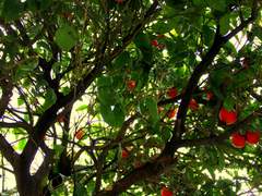 [중연여휘] Sugar-sweetened