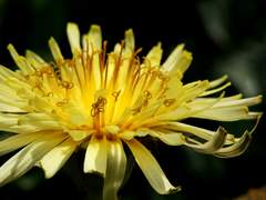 너의 開花에 대하여